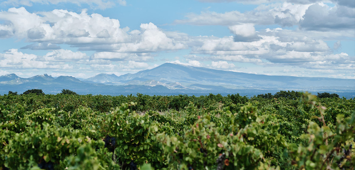 Our vineyards with views of Mont Ventoux