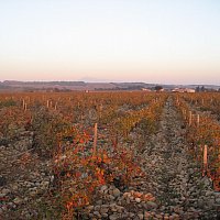 Vignes - Chteauneuf du Pape - Ventoux