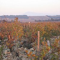 Vignes en Automne au Domaine Les Cailloux