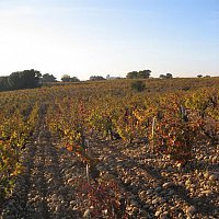 Vignes en Automne