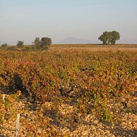 Chteauneuf du Pape en Automne