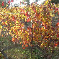 Couleurs d'Automne