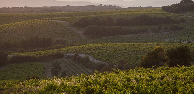 Vue des parcelles Côtes du Rhône du Domaine