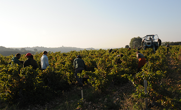 Les Cailloux, vendanges 2020